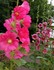 DSC_0062.jpg